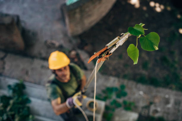 Best Tree Trimming and Pruning  in Prior Lake, MN